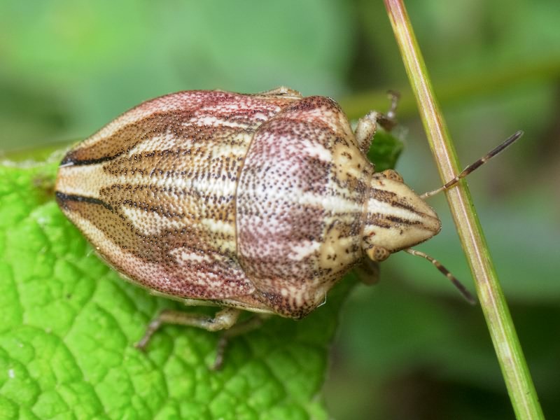 Odontotarsus purpureolineatus (Rossi, 1790)